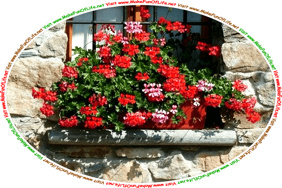 Picture on a bright sunny day of a windowsill flower box overflowing with flowering geranium plants that have bright red blossoms, and the words, ‘Visit www.MakeFunOfLife.net.’