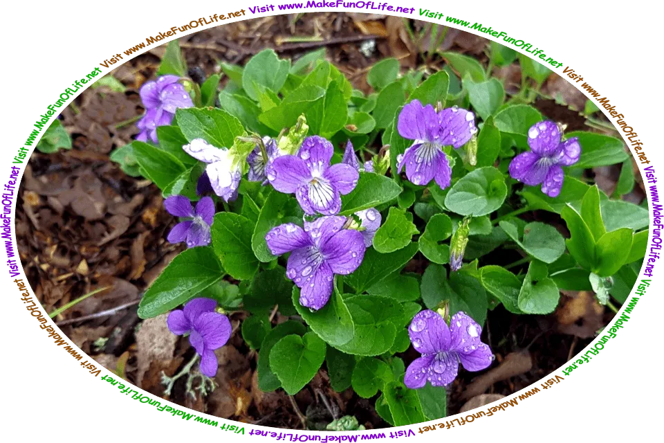 Picture of a flowering plant called the Common Blue Violet, known scientifically as Viola sororia, growing naturally in the wild, and the words, ‘Visit www.MakeFunOfLife.net.’
