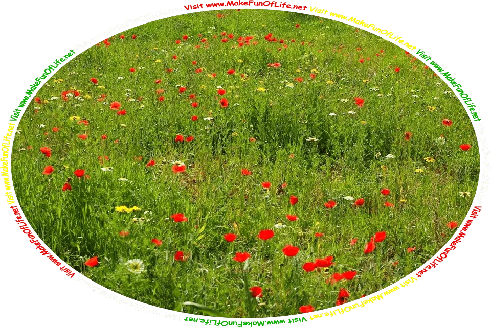 Picture of a wildflower meadow with red poppies, yellow dandelions, white daisies, green grass, and the words, ‘Visit www.MakeFunOfLife.net.’