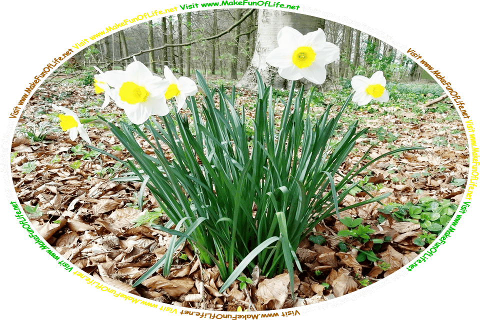 Picture of a small group of flowering daffodil plants with long thin dark green leaves and white petal-like blossoms with yellow cup-shaped blossoms at their centers, growing at the edge of a woods of widely spaced trees with tall thin trunks, and the words, ‘Visit www.MakeFunOfLife.net.’