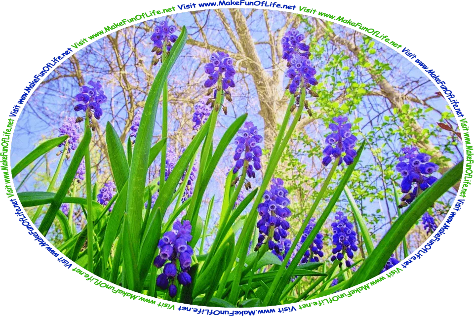 Picture of Muscari armeniacum, or muscari plants, commonly known as grape hyacinths, plants that have long thin green leaves with pointed ends and blue flowers with petals naturally fused into a vase-like shape, hanging downward and somewhat imaginatively resembling grapes, and the words, ‘Visit www.MakeFunOfLife.net.’