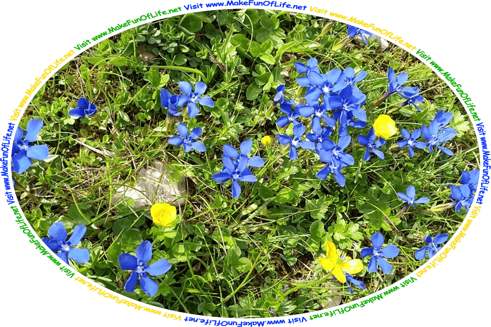Picture of small blue gentian flowers and yellow buttercup flowers growing in a rock-strewn field, and the words, ‘Visit www.MakeFunOfLife.net.’