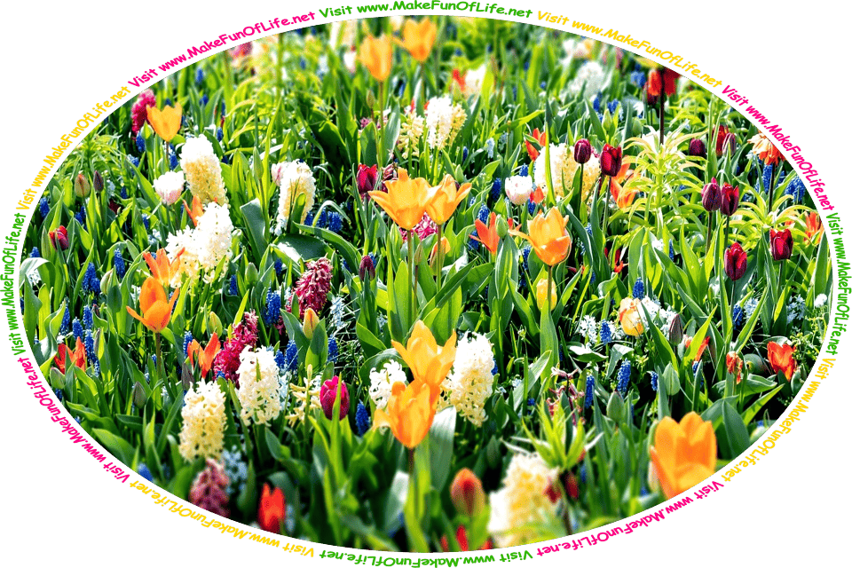 Picture of a variety of flowering plants, and the words, ‘Visit www.MakeFunOfLife.net.’