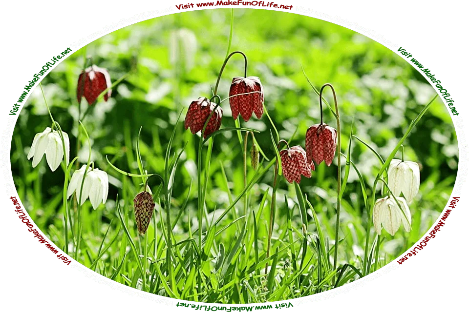 Photograph of Fritillaria Meleagris, more commonly known as Checkered Lilies, flowering plants with bell-shaped two-toned deep purplish-red blossoms, and the words, ‘Visit www.MakeFunOfLife.net.’