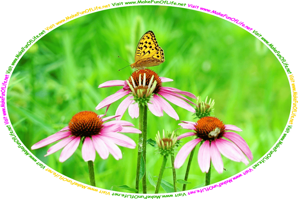 Photograph of an orange and black butterfly on one of three pinkish lavender flower blossoms in the picture, on plants with long green stems and green leaves, and the words, ‘Visit www.MakeFunOfLife.net.’