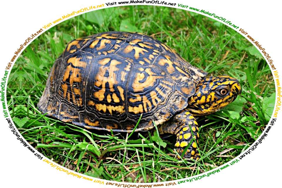 Picture of a small Box Turtle in a green grassy area, and the words, ‘Visit www.MakeFunOfLife.net.’