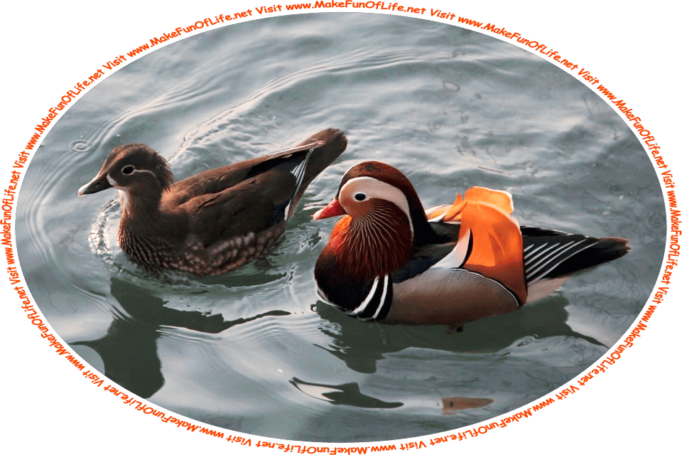 Picture of a pair of Mandarin ducks, swimming in water, and the words, ‘Visit www.MakeFunOfLife.net.’