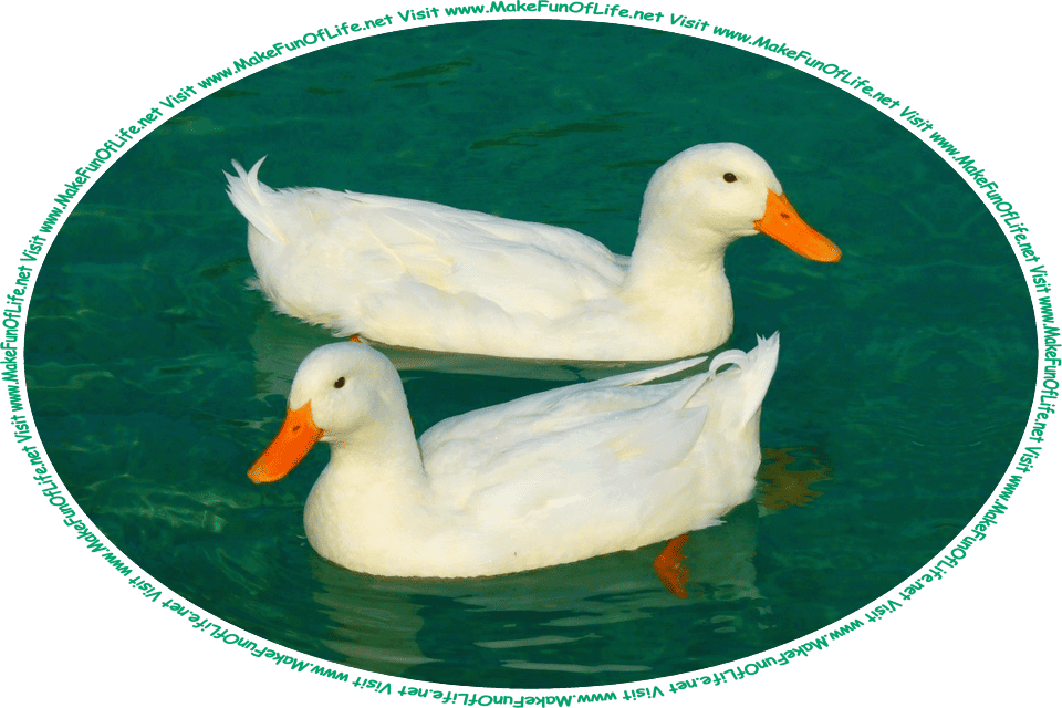 Picture of two Pekin ducks with white feathers and orange beaks, swimming in water, and the words, ‘Visit www.MakeFunOfLife.net.’