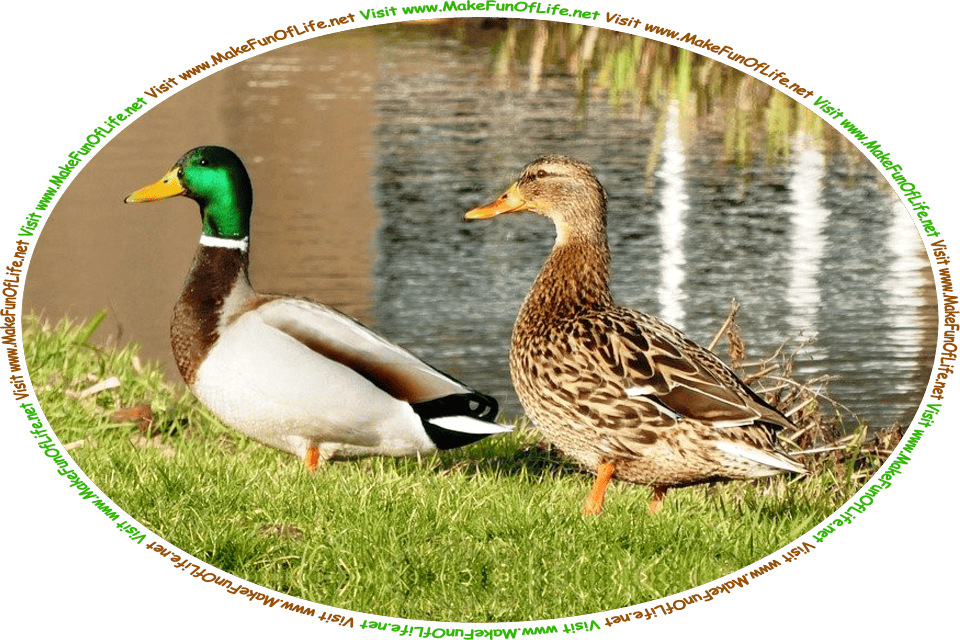 Picture of a pair of Mallards or Wild Ducks, standing in a green grassy area next to a body of water, and the words, ‘Visit www.MakeFunOfLife.net.’