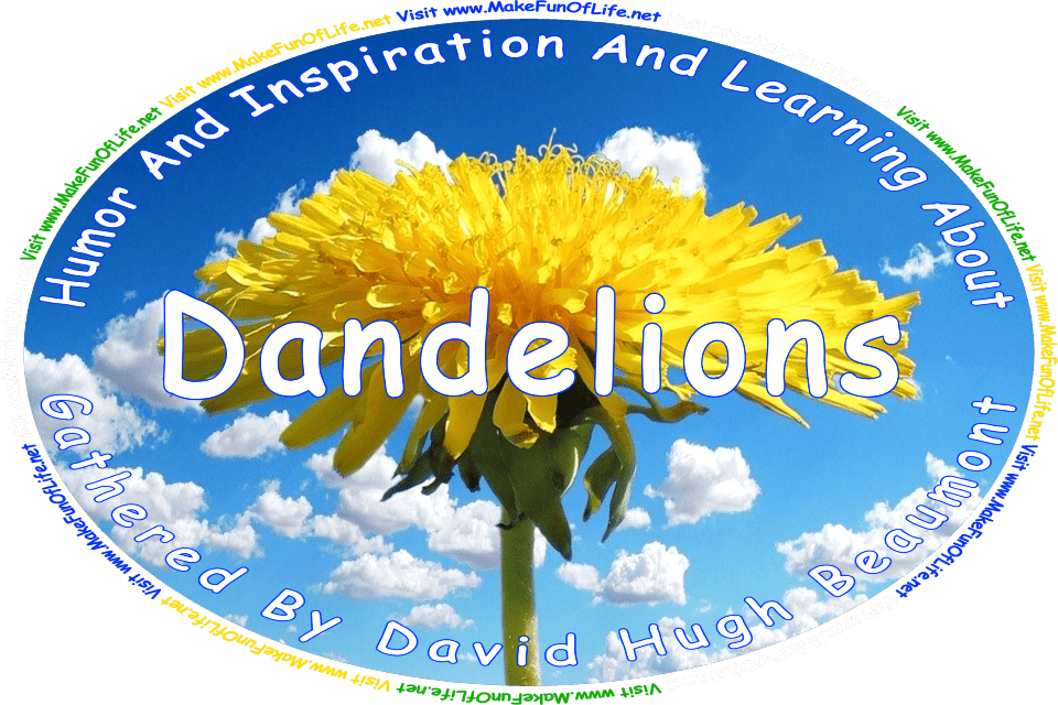 Picture of a bright yellow dandelion blossom in the end of its green stem, a blue sky with fluffy white clouds in the background, and the words, ‘Dandelions Gathered By David Hugh Beaumont - Visit www.MakeFunOfLife.net.’