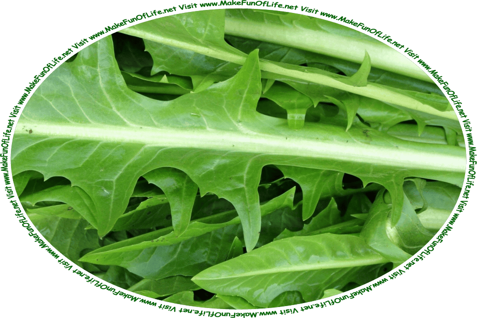 Picture of a pile of fresh green dandelion leaves, and the words, ‘Visit www.MakeFunOfLife.net.’