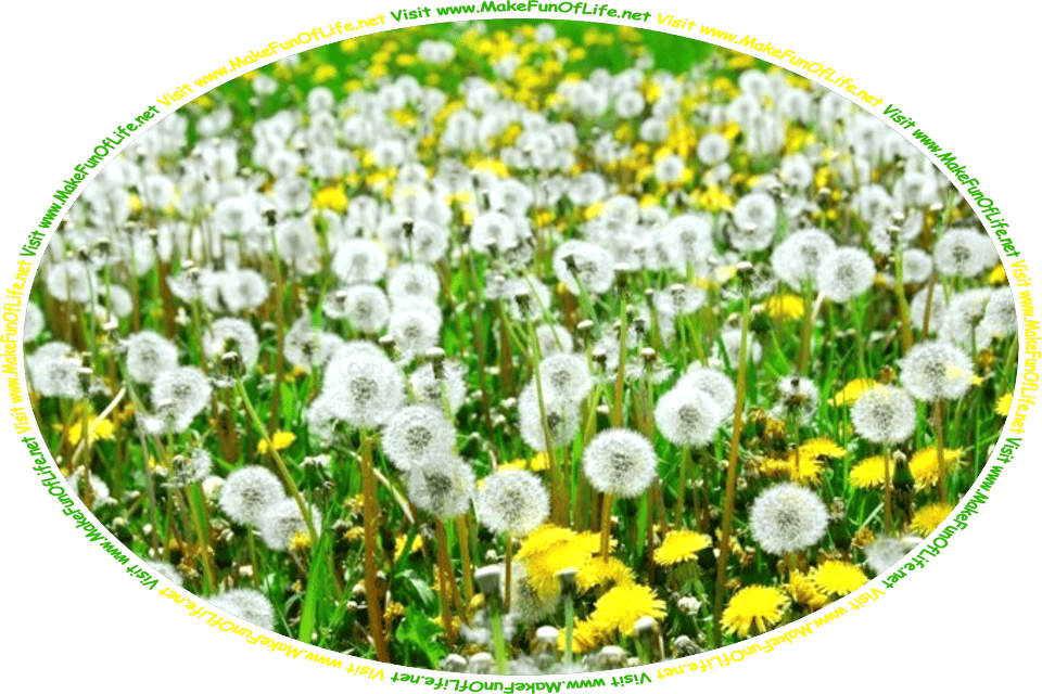 Picture of a field of dandelions, some with yellow blossoms, some with blossoms that have turn white and gone to seed, and the words, ‘Visit www.MakeFunOfLife.net.’