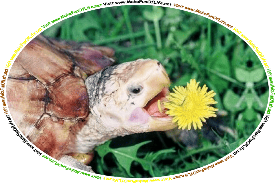 Picture of a turtle eating a dandelion flower, and the words, ‘Visit www.MakeFunOfLife.net.’