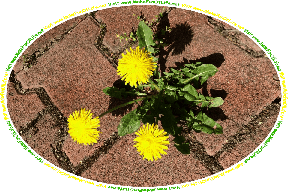 Picture of a dandelion plant with three flowers, growing in a narrow crack in a sidewalk, and the words, ‘Visit www.MakeFunOfLife.net.’