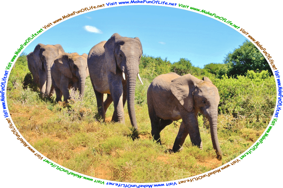 Picture of a family of elephants walking in single file, or one behind the other, through an area of green bushy plants, and the words, ‘Visit www.MakeFunOfLife.net.’