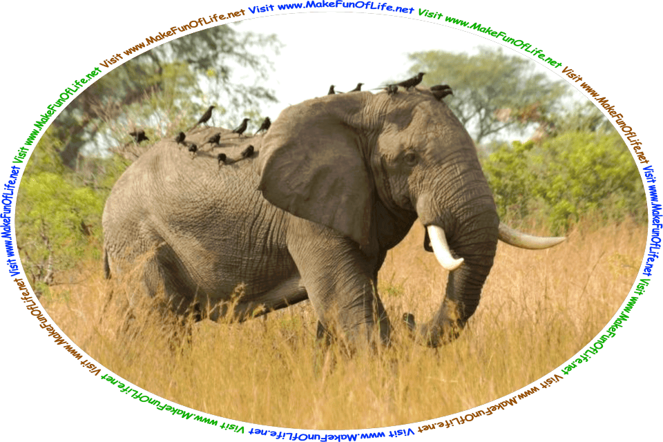 Picture of an elephant with a flock of birds resting on its back as it walks through a woodland area, and the words, ‘Visit www.MakeFunOfLife.net.’