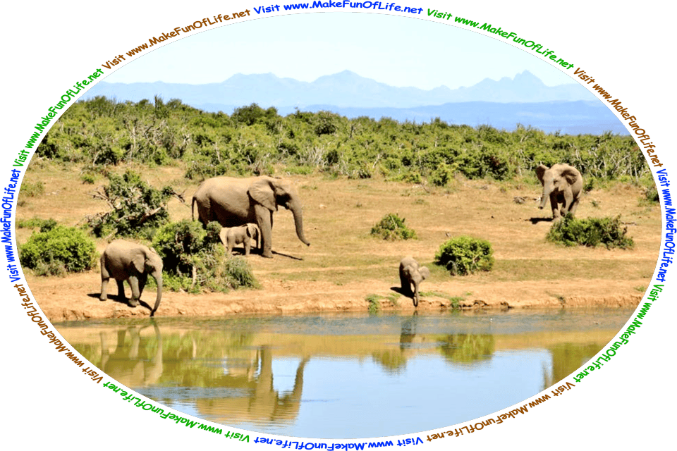 Picture of a small group of adult and juvenile elephants near a river, the younger elephants standing at the water’s edge and drinking water through their trunks, and the words, ‘Visit www.MakeFunOfLife.net.’