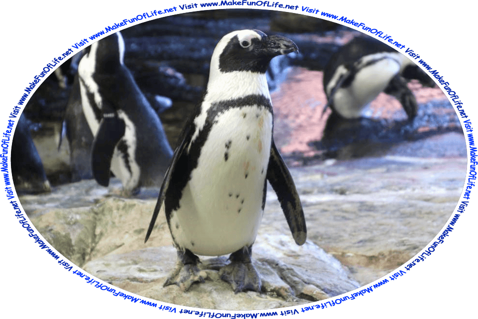 Picture of a black and white penguin, a medium-size flightless bird, and the words, ‘Visit www.MakeFunOfLife.net.’