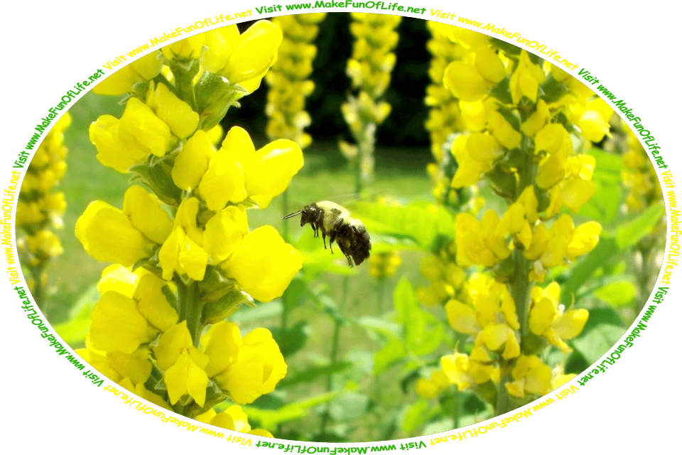 Picture of a bumblebee hovering among flowering plants with yellow blossoms, and the words, ‘Visit www.MakeFunOfLife.net.’