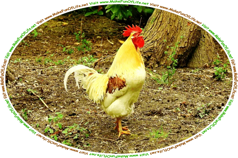 Picture of a rooster crowing, and the words, ‘Visit www.MakeFunOfLife.net.’