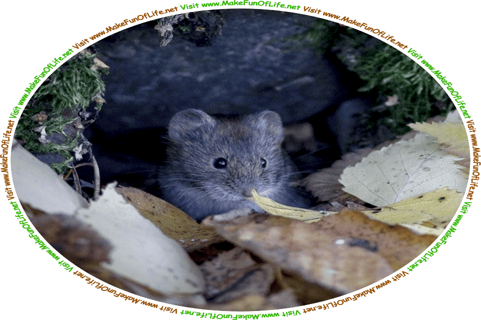 Picture of a mouse looking out of its burrow that is under rocks, moss, and fallen Autumn tree leaves, and the words, ‘Visit www.MakeFunOfLife.net.’