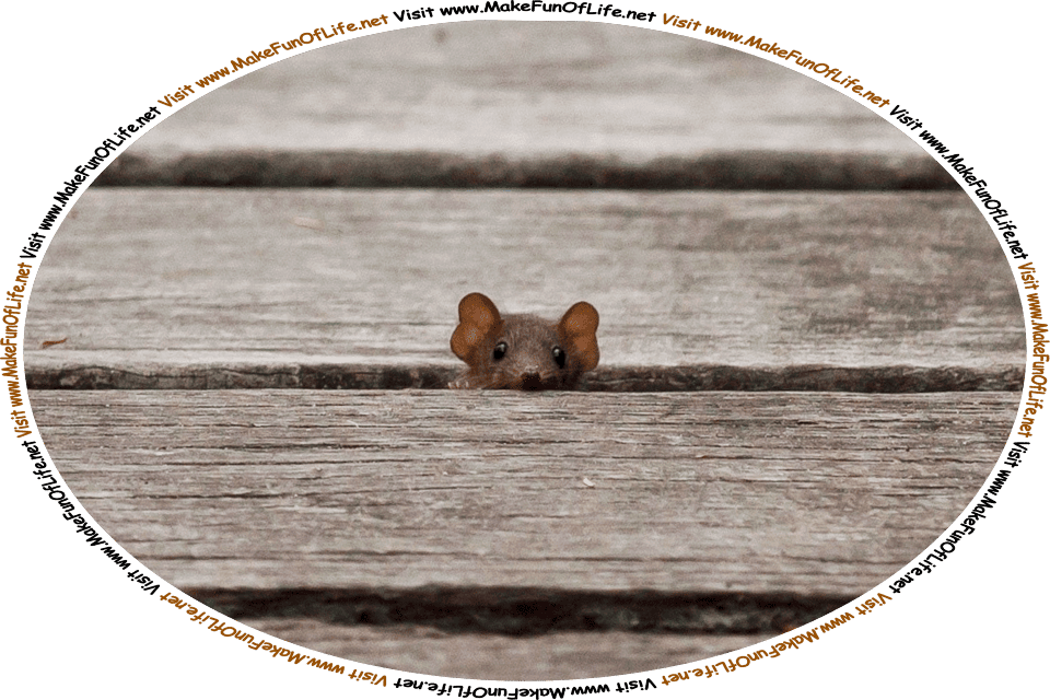 Picture of a mouse peeking out from between wooden slats or boards, and the words, ‘Visit www.MakeFunOfLife.net.’