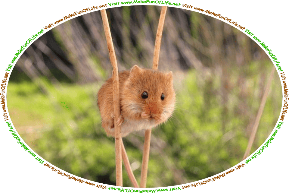 Picture of a mouse perched between two long thin plant stems, and the words, ‘Visit www.MakeFunOfLife.net.’