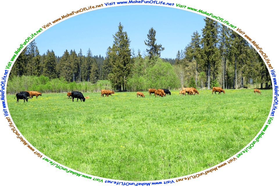 Picture of a herd of cattle grazing in a green grassy pasture, a blue sky above, and the words, ‘Visit www.MakeFunOfLife.net.’