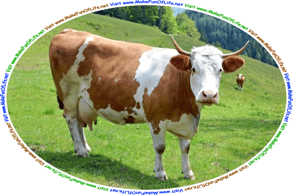 Picture of a dairy cow in a green leafy pasture, and the words, ‘Visit www.MakeFunOfLife.net.’
