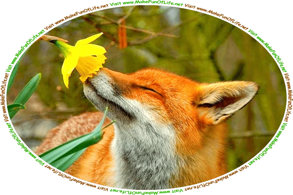 Picture of a red fox smelling a large yellow flower, and the words, ‘Visit www.MakeFunOfLife.net.’