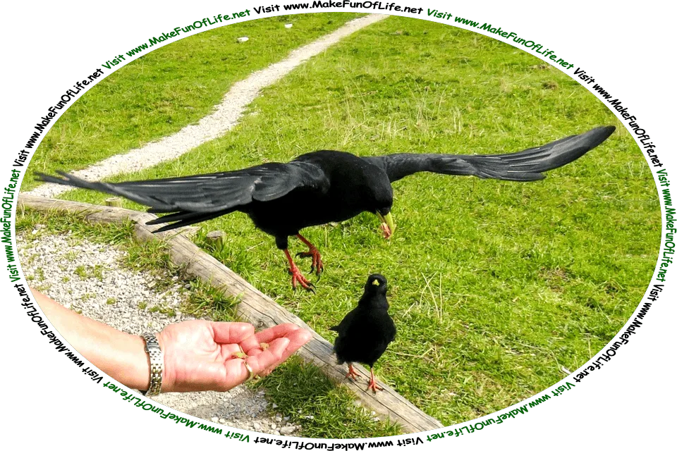 Picture of a person holding food in the palm of their hand as a black crow flies in and takes a piece of it in its beak, while a second black crow on the ground attentively watches, and the words, ‘Visit www.MakeFunOfLife.net.’