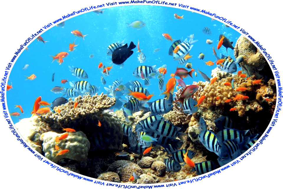 Picture of an aquarium full of tropical fish, and the words, ‘Visit www.MakeFunOfLife.net.
