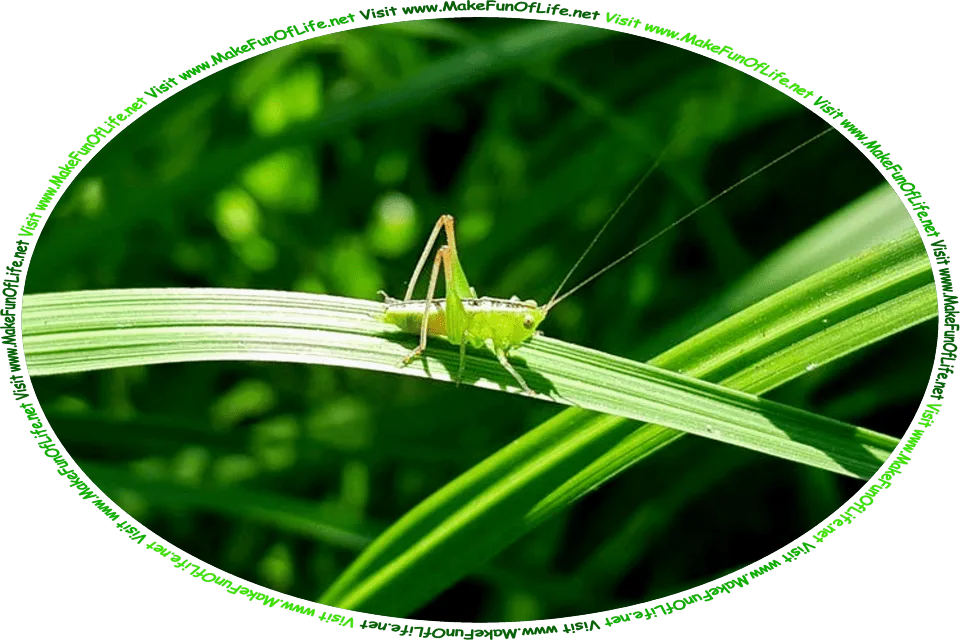 Picture of a tiny green grasshopper on a green leaf of grass, and the words, ‘An Explanation Of The Grasshopper Gathered By David Hugh Beaumont - Visit www.MakeFunOfLife.net.’