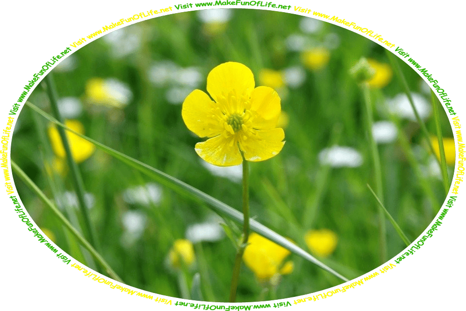 Picture of a bright yellow buttercup flower among a few long green leaves of grass, with more buttercup flowers in the background, and the words, ‘Discontent Gathered By David Hugh Beaumont - Visit www.MakeFunOfLife.net.’