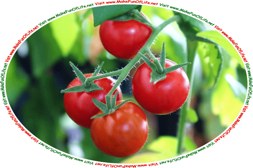 Picture of 4 bright red cherry tomatoes growing on a green leafy tomato plant, and the words, ‘Visit www.MakeFunOfLife.net.’