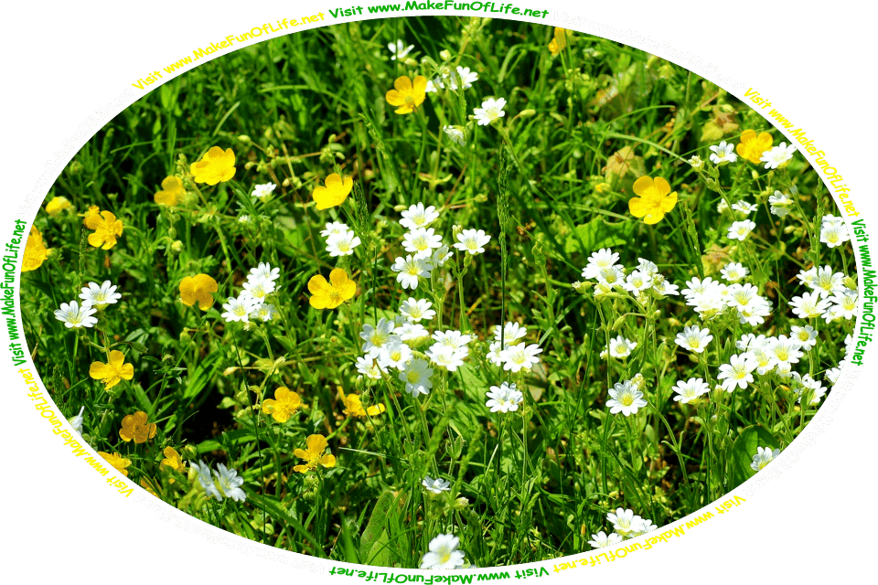 Picture of a field of buttercup flowers and daily flowers, and the words, ‘Buttercups And Daisies By Mary Howitt - Visit www.MakeFunOfLife.net.’