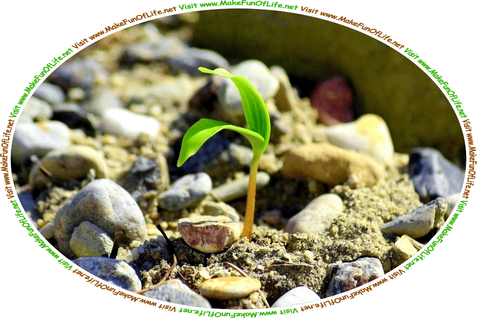 Picture of a plant with green leaves sprouting from sandy rocky soil, and the words, ‘Visit www.MakeFunOfLife.net.’