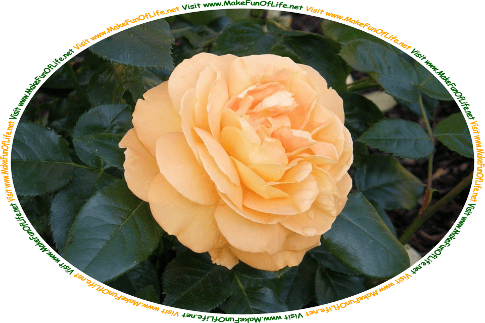 Picture of a single rose growing on a green leafy rosebush, and the words, ‘Visit www.MakeFunOfLife.net.’