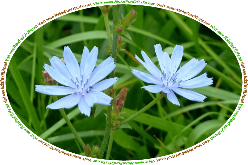 Picture of a chicory plant with green leaves, green stems, and pale blue blossoms, and the words, ‘Visit www.MakeFunOfLife.net.’