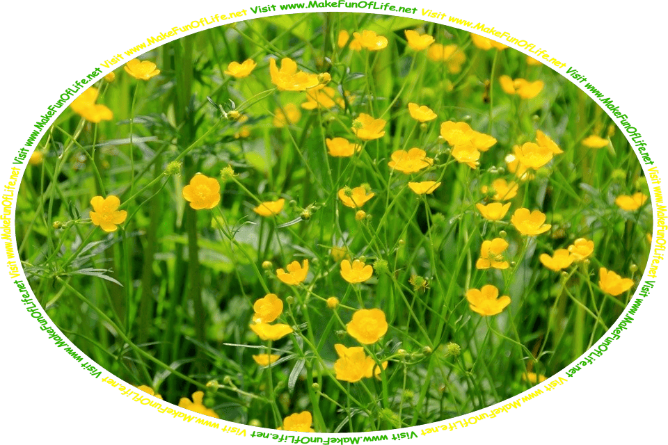 Picture of a field of yellow buttercup flowers, and the words, 'Visit www.MakeFunOfLife.net'