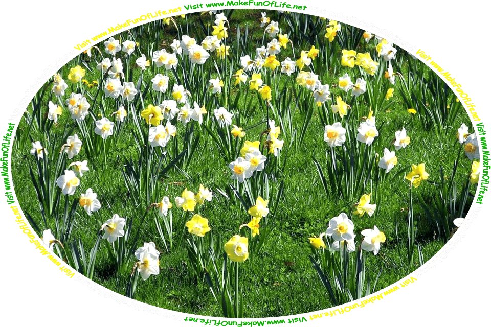 Picture of a field of daffodils with long thin green leaves and yellow cup shaped blossoms surrounded by yellow and white petals, and the words, ‘Visit www.MakeFunOfLife.net.’