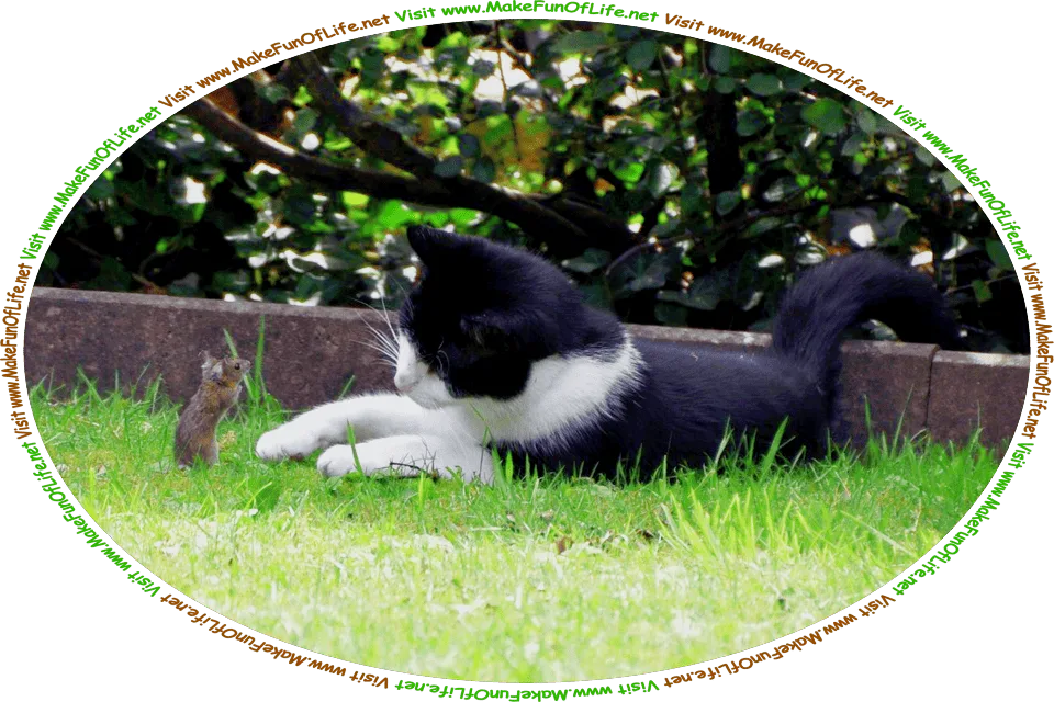 Picture of a domestic cat and a mouse face-to-face, outside in a grassy area, and the words, ‘Visit www.MakeFunOfLife.net.’