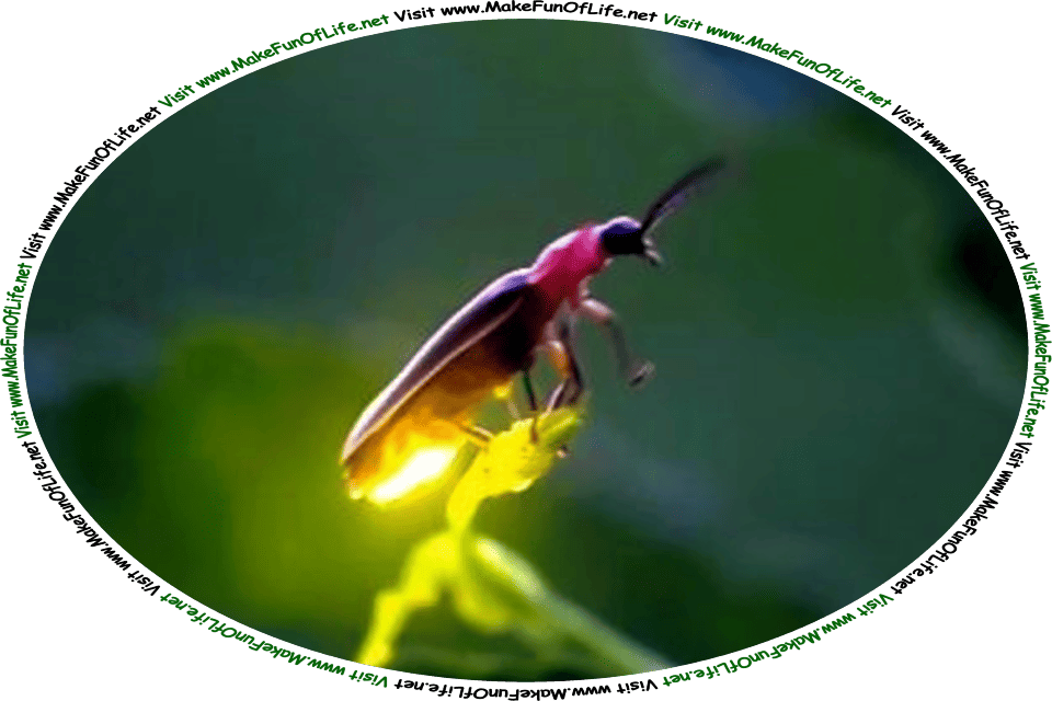 Picture of a firefly, also known as a lightning bug, a type of bioluminescent beetle, resting on a plant, and the words, ‘To The Fire-Fly Gathered By David Hugh Beaumont - Visit www.MakeFunOfLife.net.’