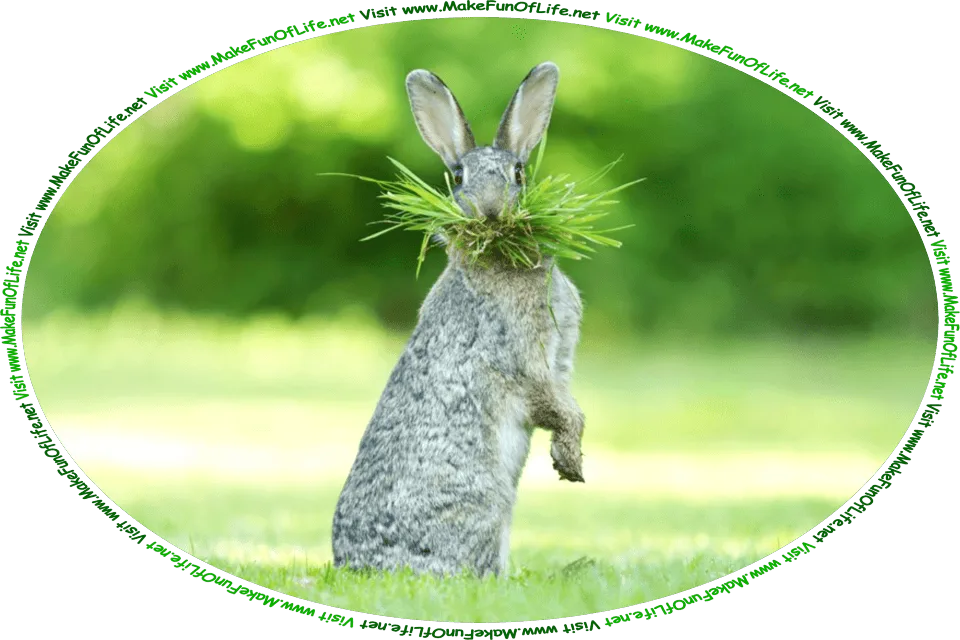 Picture of a rabbit in a green grassy field, with a mouthful of green grass, and the words, ‘Visit www.MakeFunOfLife.net.’