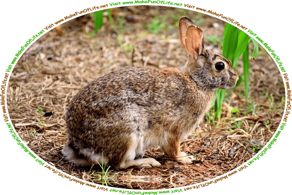 Picture of a furry wild rabbit with whiskers and long ears, in a field in early Spring with young green plants just starting to grow from the soil, and the words, ‘Visit www.MakeFunOfLife.net.’