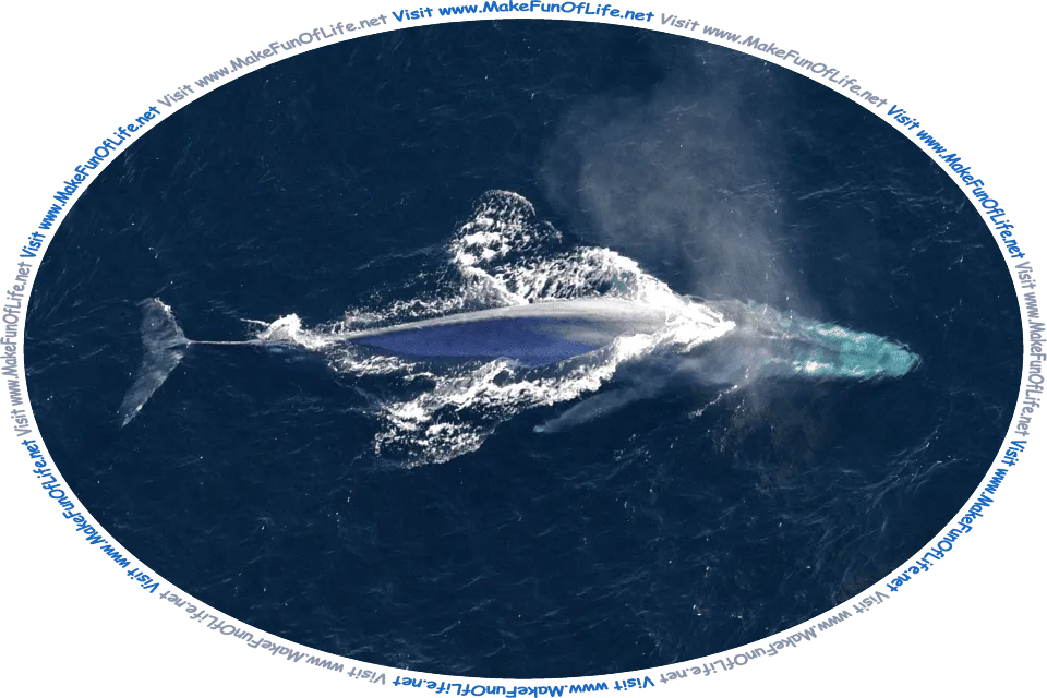 Picture of a whale swimming at the surface of the ocean, and the words, ‘What Is A Whale Gathered By David Hugh Beaumont - Visit www.MakeFunOfLife.net.’