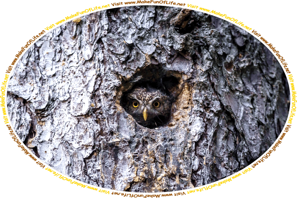 Picture of an owl peering out from its home in a hole in a tree trunk, and the words, ‘Visit www.MakeFunOfLife.net.’