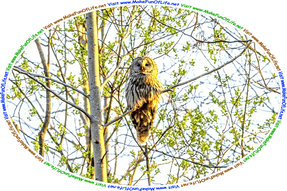 Picture of an owl perched on the branch of a tree high above the ground, and the words, ‘Visit www.MakeFunOfLife.net.’