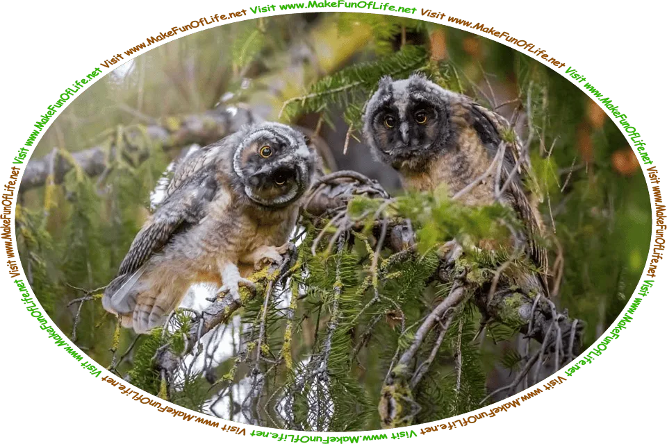 Picture of two quizzical looking owls perched on the branches of a tree, and the words, ‘Visit www.MakeFunOfLife.net.’