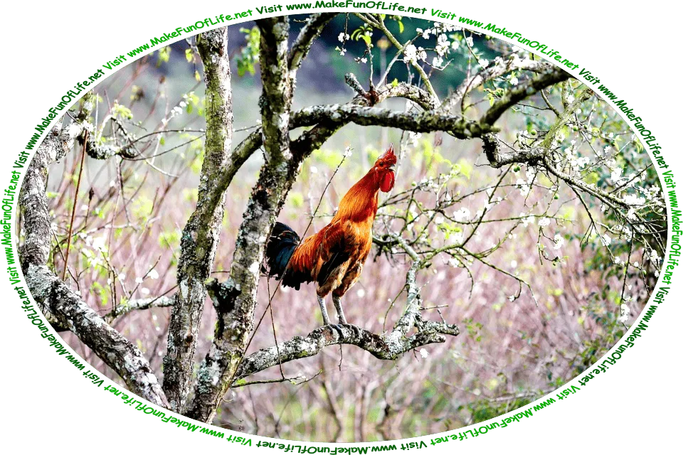Picture of a crowing red rooster perched on the branch of a tree, and the words, ‘Visit www.MakeFunOfLife.net.’